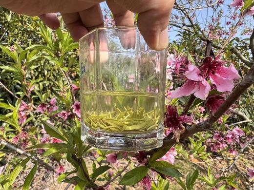 2026春  [头采芽尖] 正宗小叶种碧螺春 （西山·洞庭山）100克起 商品图6