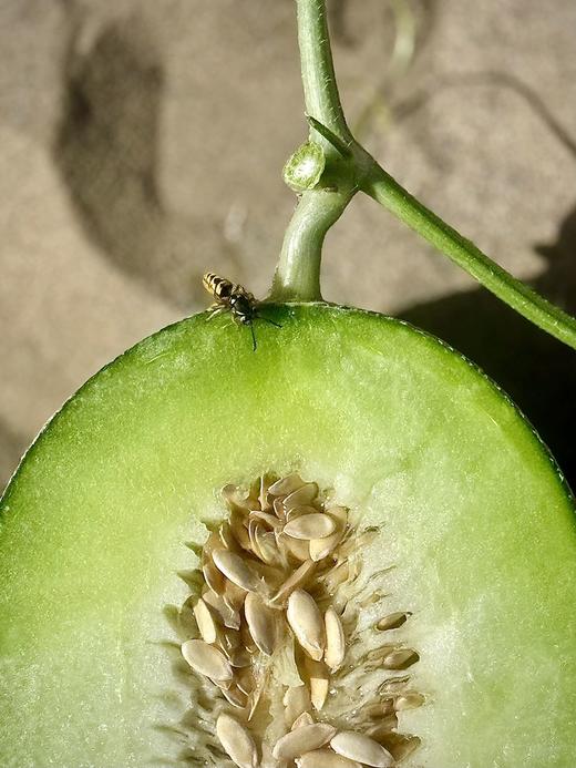 「全年可售」一藤一瓜·青露蜜瓜｜蜜蜂授粉（17°甜·包脆）txa 商品图3