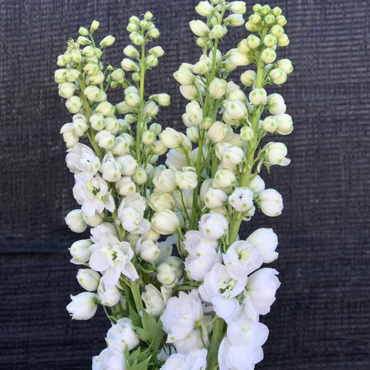 B级大飞燕 商品图5