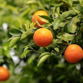 【直邮】有机沃柑丨5斤/9.5斤（大理素方舟）