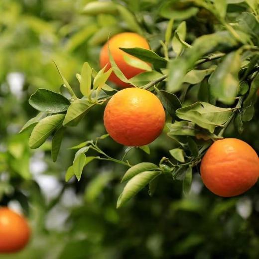 【直邮】有机沃柑丨5斤/9.5斤（大理素方舟） 商品图0