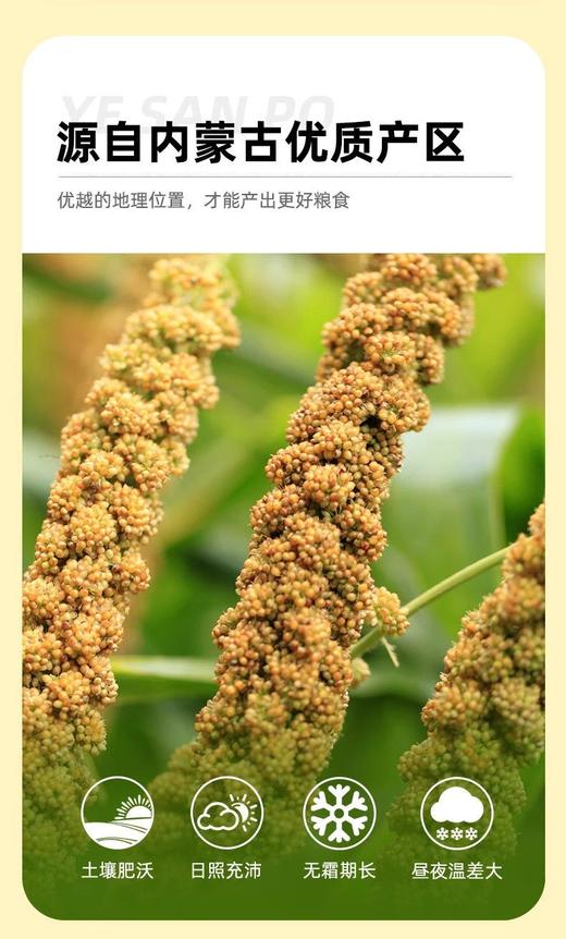 赤峰优质厂家直发-保证质量-赤峰金苗K1(小米中的皇帝)5斤胚芽保留率高-香糯可口-颗粒饱满月子米 商品图4