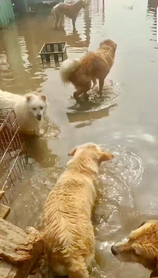 四月大连雪姐素狗粮捐助。 可以是任意地址都会统一寄给雪姐。 商品图5