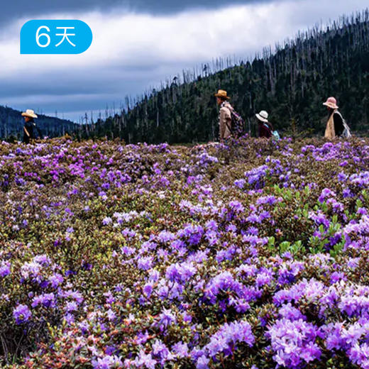 尼汝秘境｜五大牧场52公里穿越 云南香格里拉治愈之旅 6日 商品图0