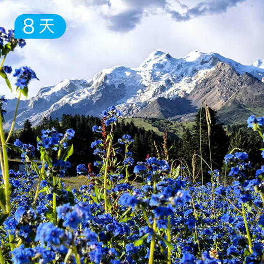 格聂大环线｜季节限定 雪山花海草甸 77公里徒步露营 7日 商品图1