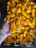 【顺丰包邮】296项农残检测0农残，49.9到手2斤翠贝丽水果小甜椒生吃爽脆多汁 熟吃软糯香甜 基地直邮 商品缩略图1