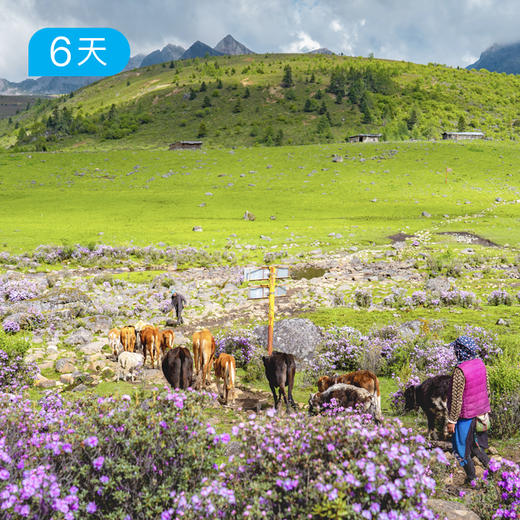 尼汝秘境｜五大牧场52公里穿越 云南香格里拉治愈之旅 6日 商品图1