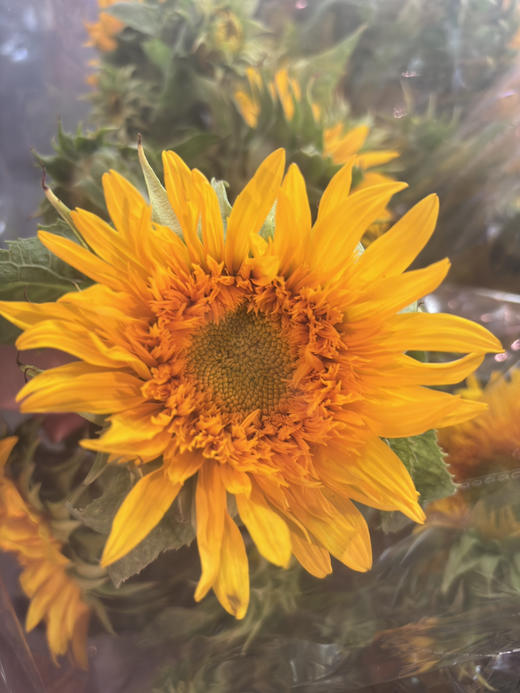 【向阳而生】多头泰迪向日葵  3枝/扎 商品图5