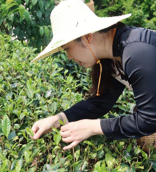 到福鼎，见春山〡4月12-16日第三期福鼎白茶游学招募 商品图5