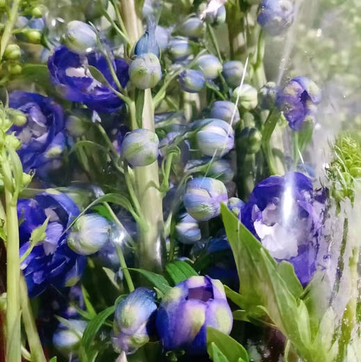 B级大飞燕 商品图3