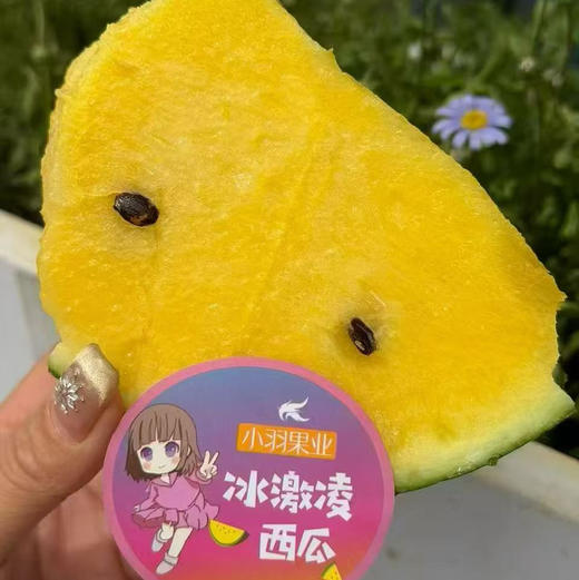 布丁小兰冰淇淋西瓜（一个约2.8斤） 商品图0