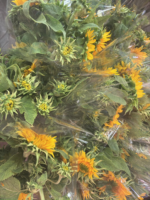 【向阳而生】多头泰迪向日葵  3枝/扎 商品图8