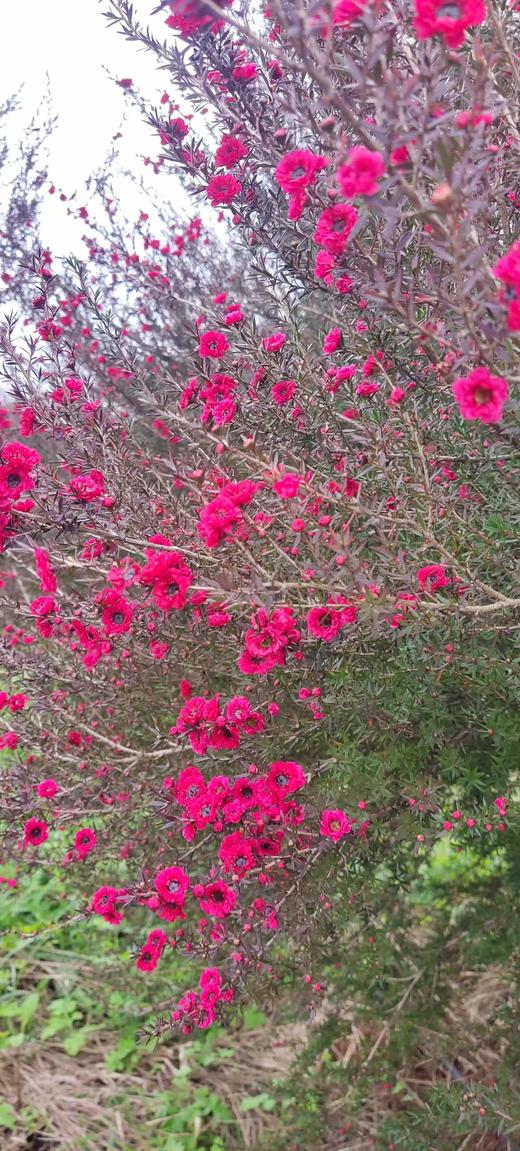 赏花早鸟价 商品图3