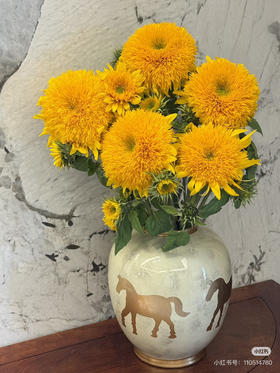 【向阳而生】多头泰迪向日葵  3枝/扎