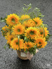 【向阳而生】多头泰迪向日葵  3枝/扎 商品缩略图3