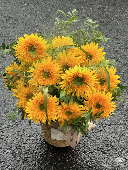 【向阳而生】多头泰迪向日葵  3枝/扎 商品图3