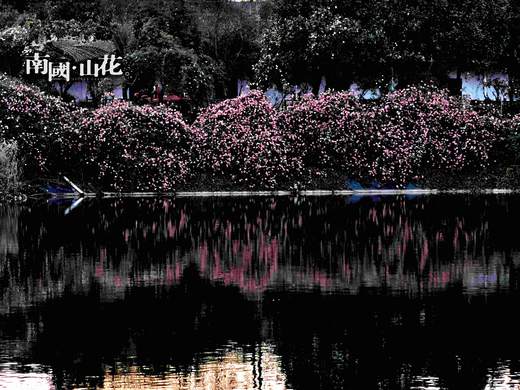 赏花早鸟价 商品图2