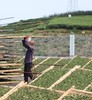 到福鼎，见春山〡4月12-16日第三期福鼎白茶游学招募 商品缩略图6