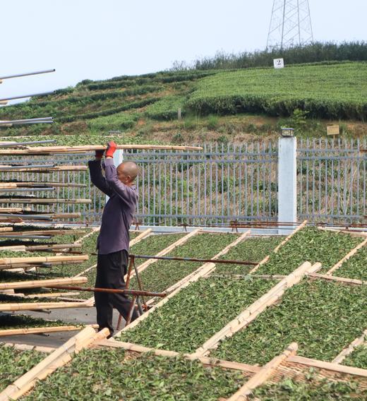 到福鼎，见春山〡4月12-16日第三期福鼎白茶游学招募 商品图6