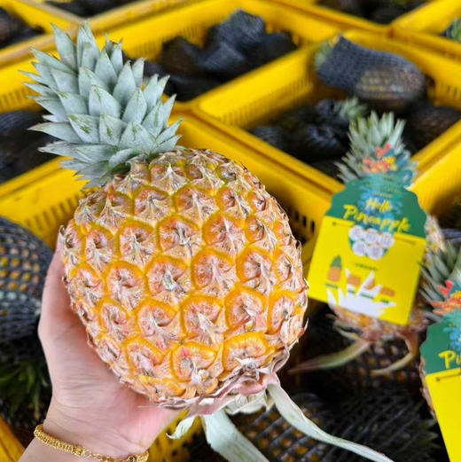 海南火焰山芒果凤梨顺丰快递包邮下单从三亚发货 商品图3