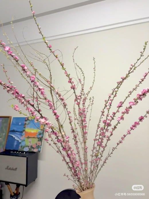 珍珠李 商品图0