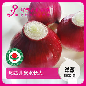 年卡-红洋葱500