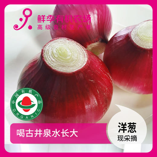 年卡-红洋葱500 商品图0