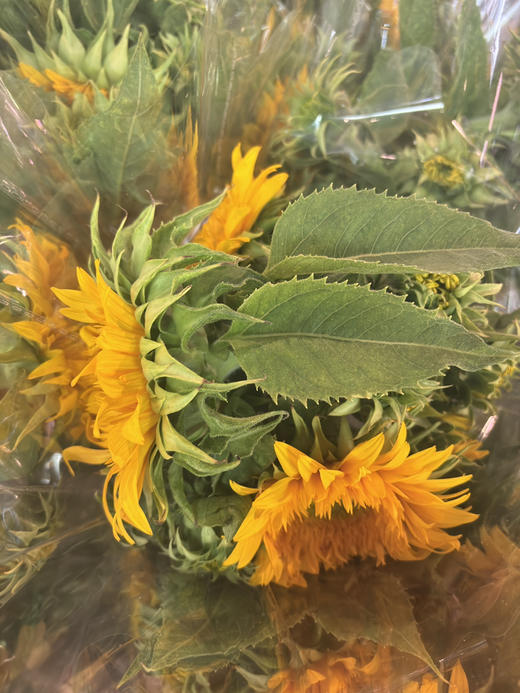 【向阳而生】多头泰迪向日葵  3枝/扎 商品图7