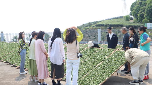 到福鼎，见春山〡4月12-16日第三期福鼎白茶游学招募 商品图7