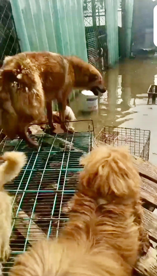 四月大连雪姐素狗粮捐助。 可以是任意地址都会统一寄给雪姐。 商品图4