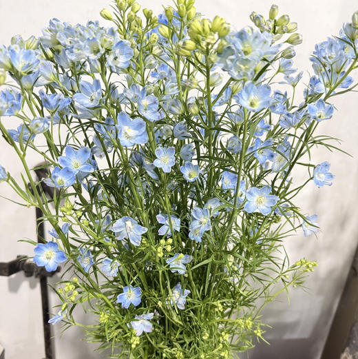 小飞燕.浅蓝 商品图0