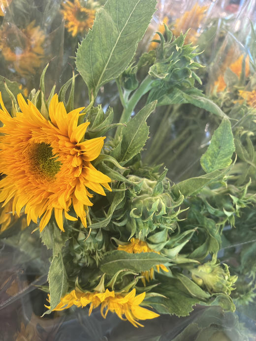 【向阳而生】多头泰迪向日葵  3枝/扎 商品图6