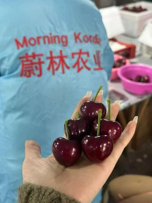 周一取货：【蔚林6J美早樱桃】净重2斤左右/箱，大连产地直飞 商品图3