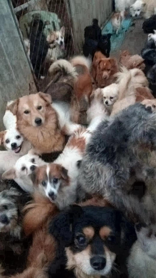 四月大连雪姐素狗粮捐助。 可以是任意地址都会统一寄给雪姐。 商品图3