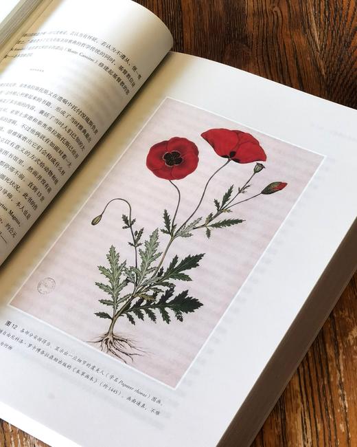 【特惠】《植物命名的故事》，16开平装，[英]安娜.帕沃德著，三联书店2020年一版一印，506面，定价129元，售价：51元。 商品图5