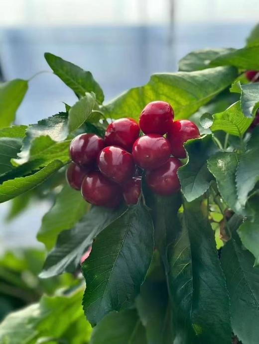 周一取货：【蔚林6J美早樱桃】净重2斤左右/箱，大连产地直飞 商品图4