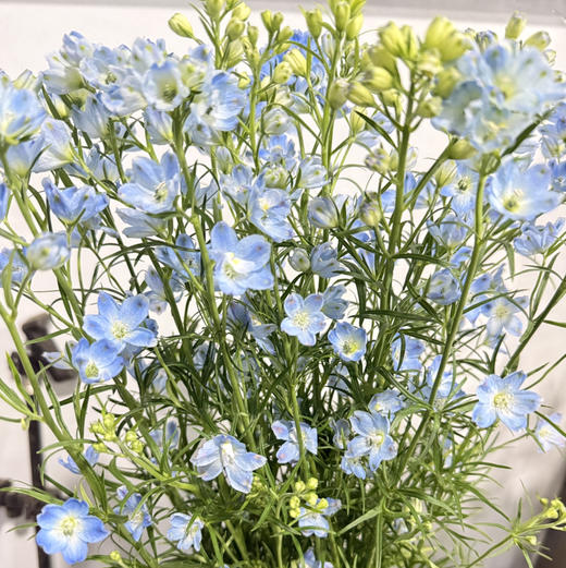 小飞燕.浅蓝 商品图1