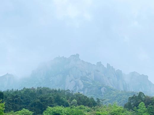 到福鼎，见春山〡4月12-16日第三期福鼎白茶游学招募 商品图1