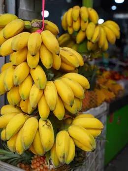 猫太推荐--快乐水培蕉、苹果蕉 商品图2