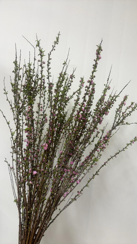 珍珠李 商品图1