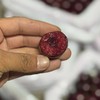 王牌！大连樱桃【净重约1.8斤】不要拿现在市场上的货来比，这款超甜超好吃！ 商品缩略图2