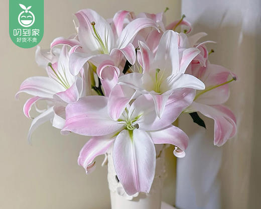 【预售-4月13日配送】多头香水百合星光（3支10个花苞以上/束） 商品图4