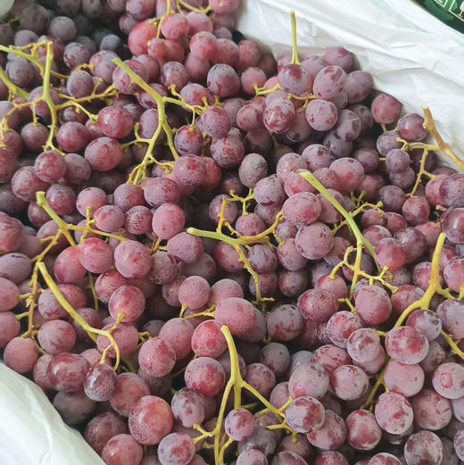 【澳洲无籽红提】脆甜爽口，鲜嫩多汁，世界四大水果之首 商品图4