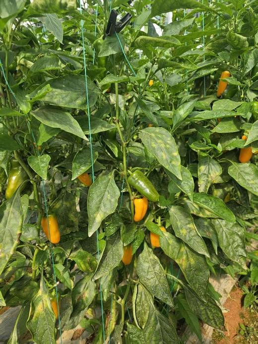 【顺丰包邮】296项农残检测0农残，49.9到手2斤翠贝丽水果小甜椒生吃爽脆多汁 熟吃软糯香甜 基地直邮 商品图3