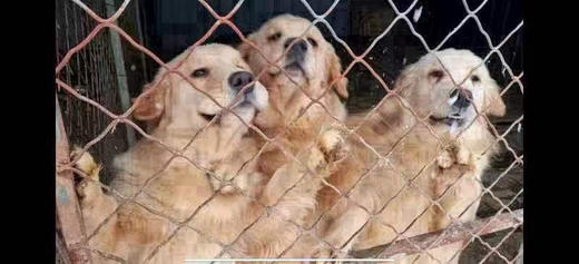 四月大连雪姐素狗粮捐助。 可以是任意地址都会统一寄给雪姐。 商品图1