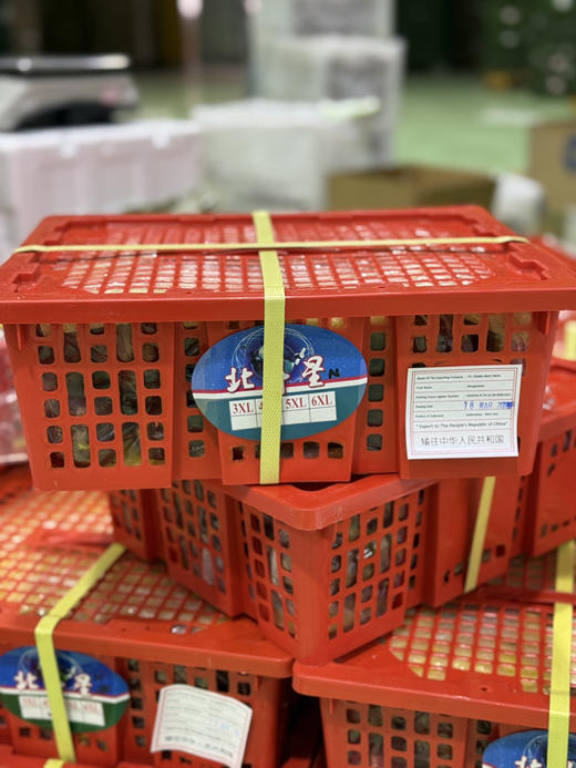 空运4A老树山竹 商品图5