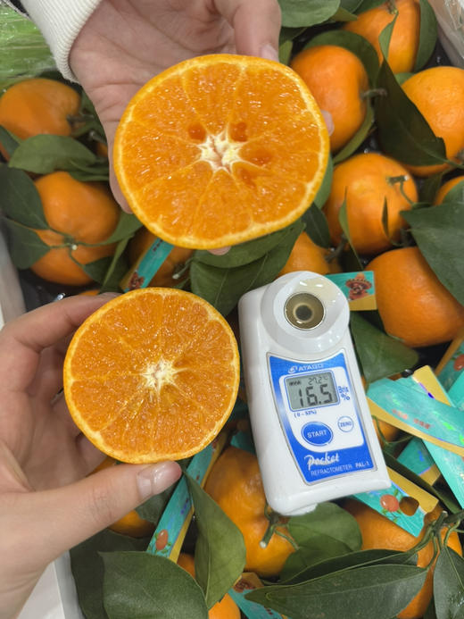 珍珠柑（散称7.8/斤 称重补差） 商品图2