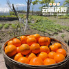攀枝花云端沃柑 商品缩略图2