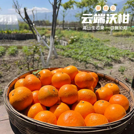 攀枝花云端沃柑 商品图2