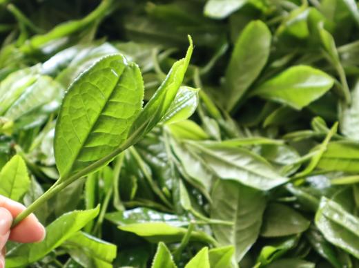 到福鼎，见春山〡4月12-16日第三期福鼎白茶游学招募 商品图4